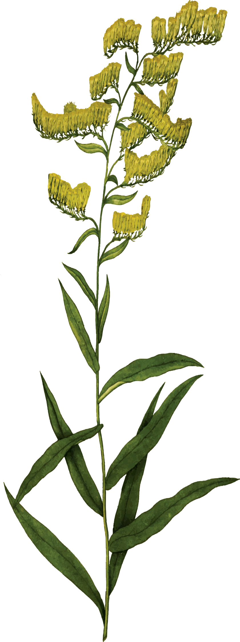 illustration of goldenrod plant