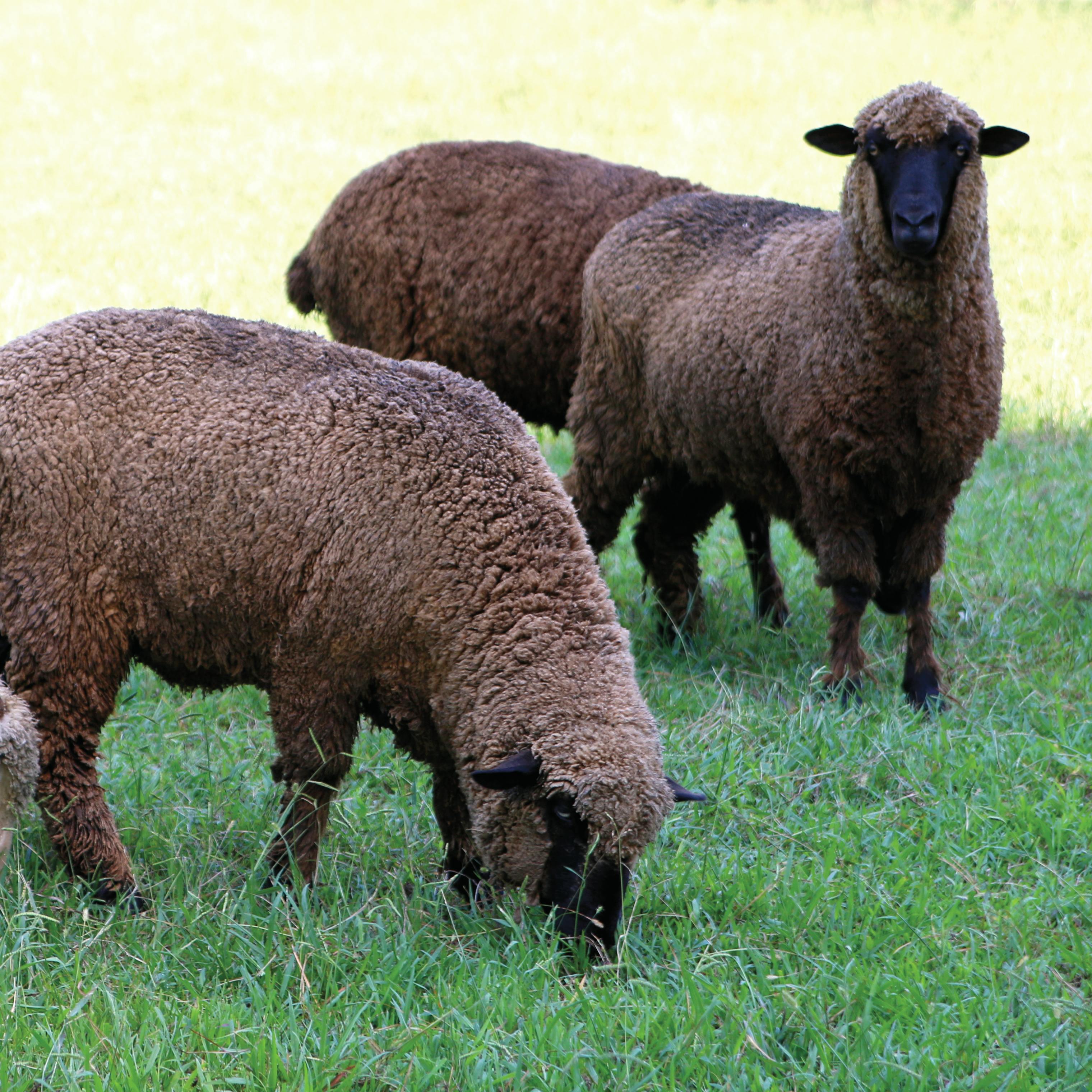 Several brown sheep grazing on lawn