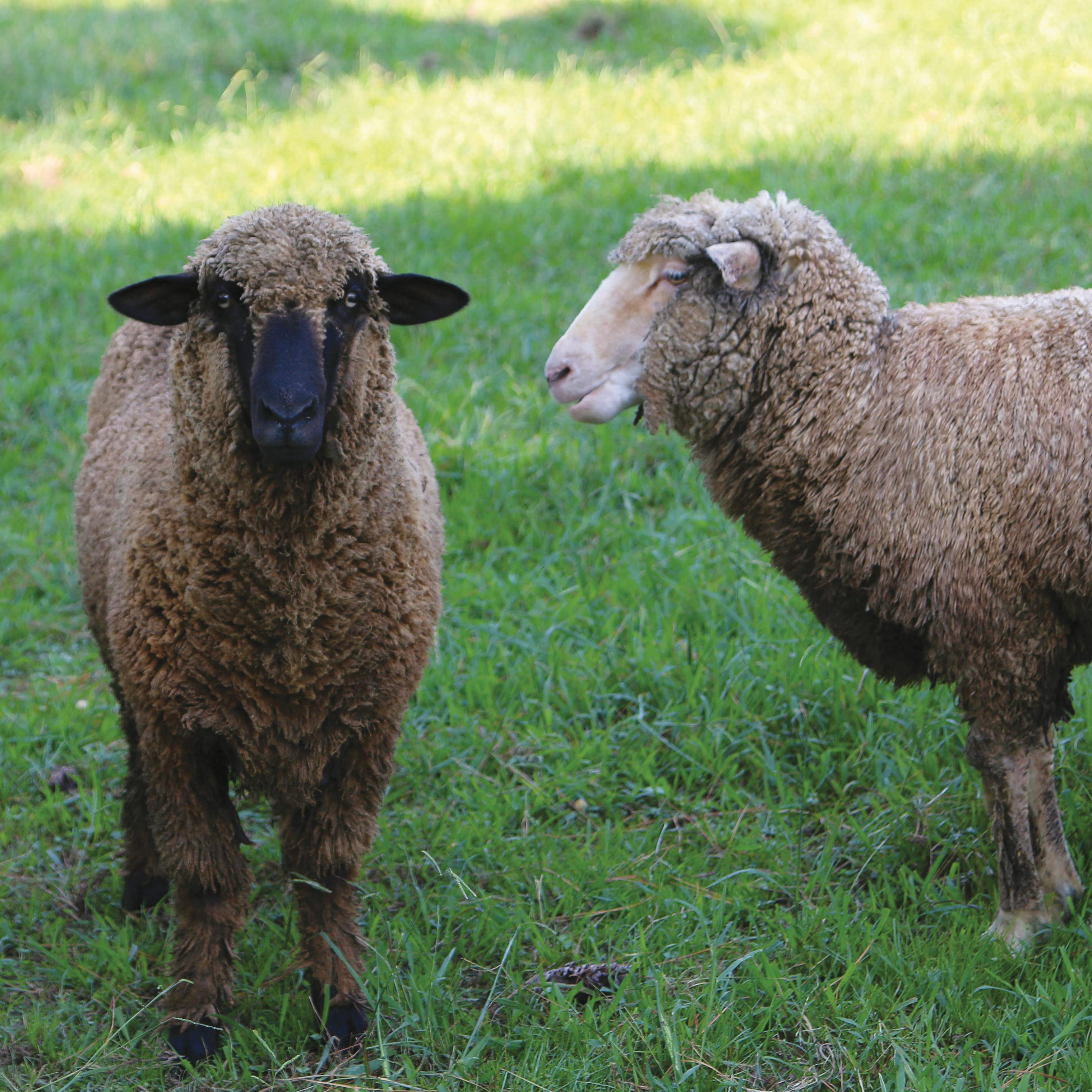 Two brown merino sheep on lawn