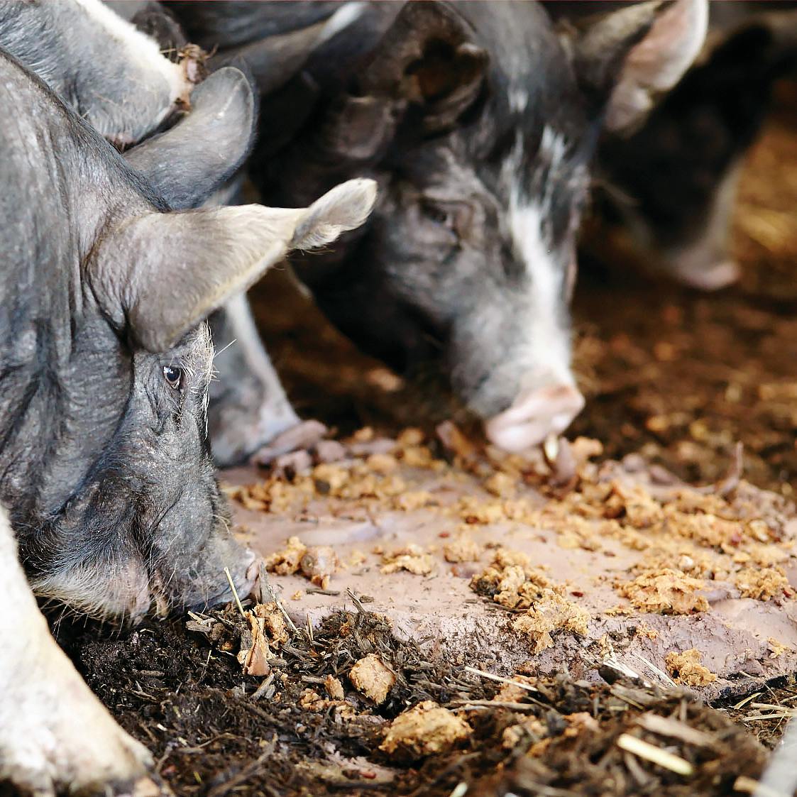 group of pigs eating feed off of a piece of raw clay