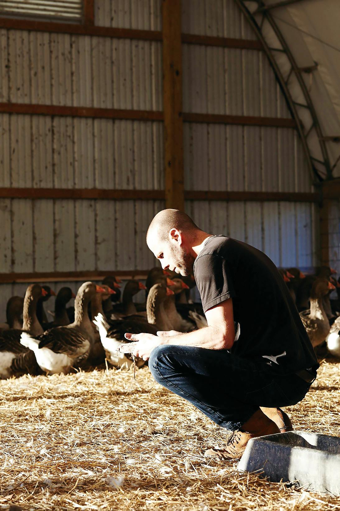 Sunlit man crouching in a barn with geese