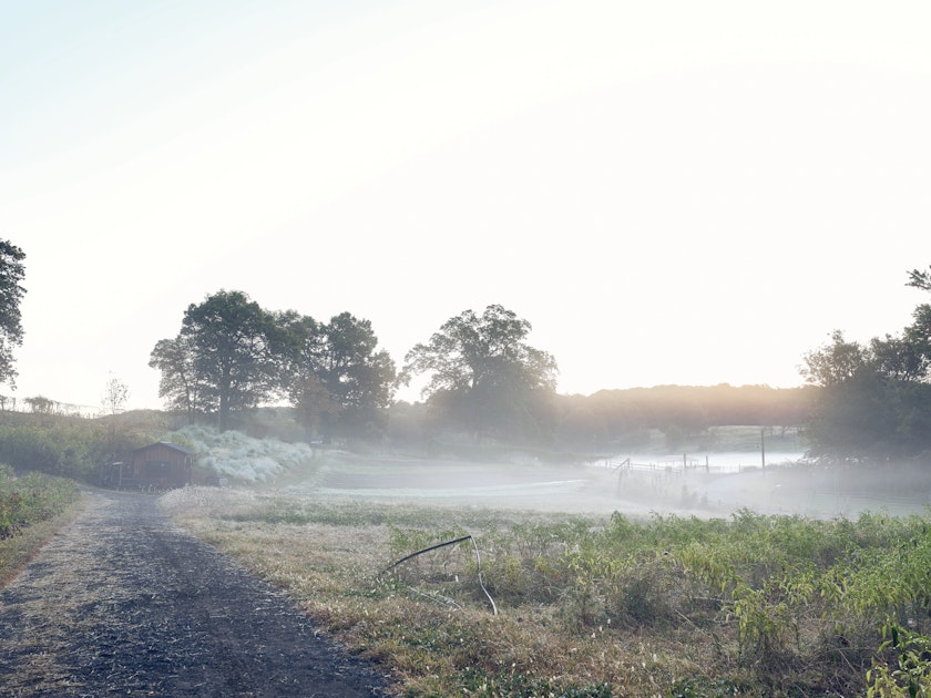 a misty frosty morning on a rural farm