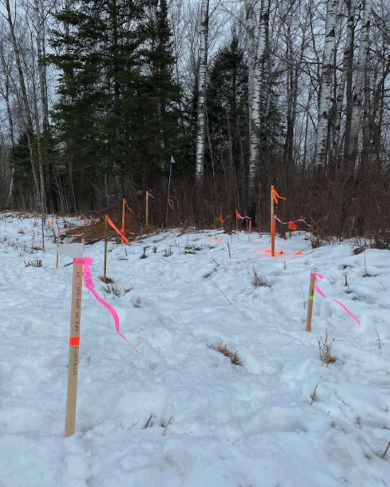 Forest treeline in winter with wooden stakes sith bright orange-pink ribbon marking an aisle through the snow.