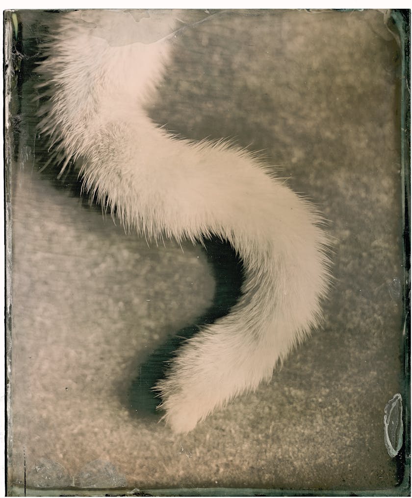 Collodion wet-plate photograph of a cat's tail
