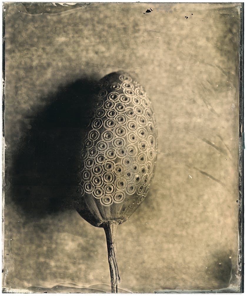 Collodion wet-plate photograph of a piece of fruit or pepper with circular engravings on it