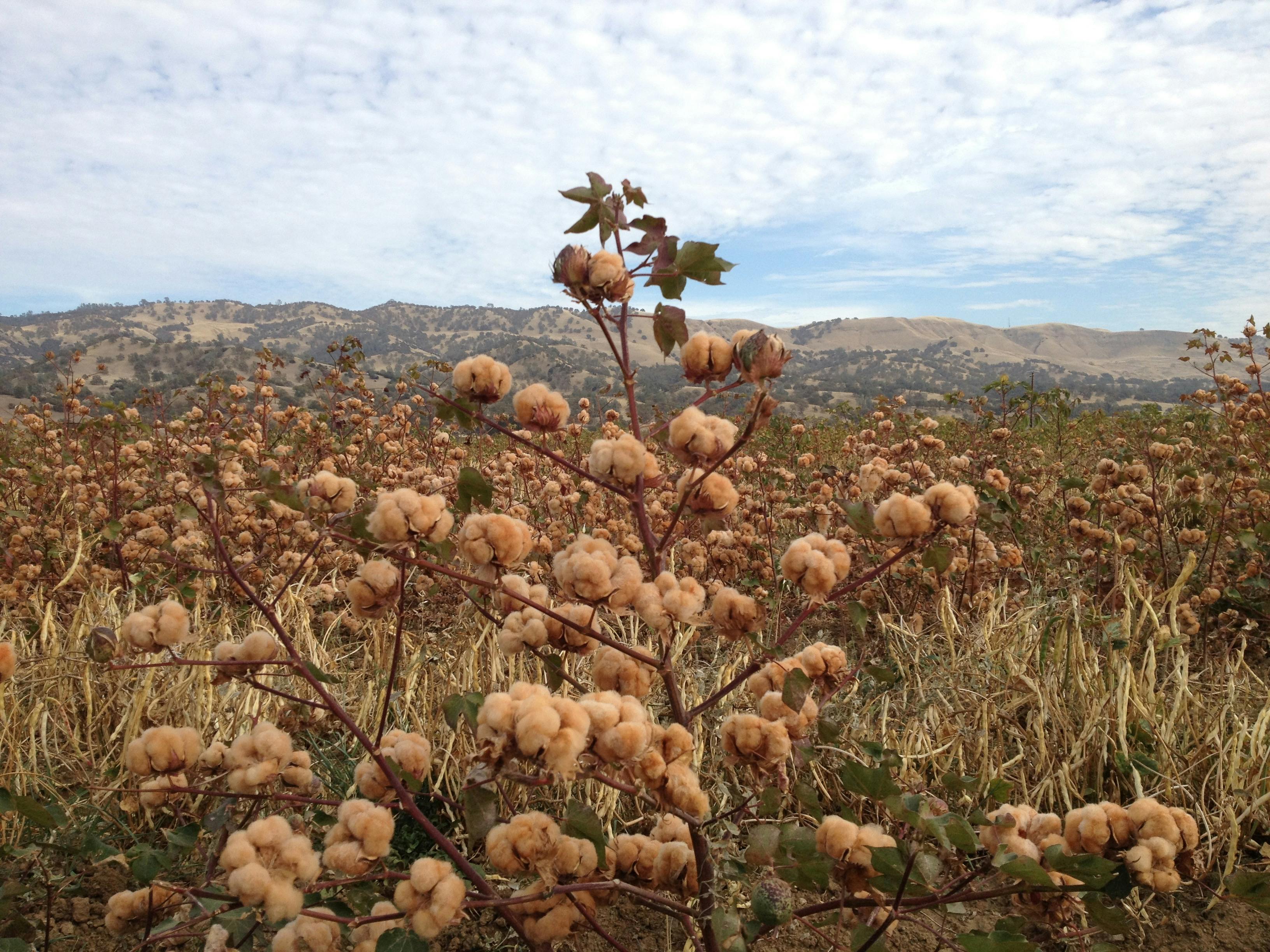 cotton plants growing in a field
