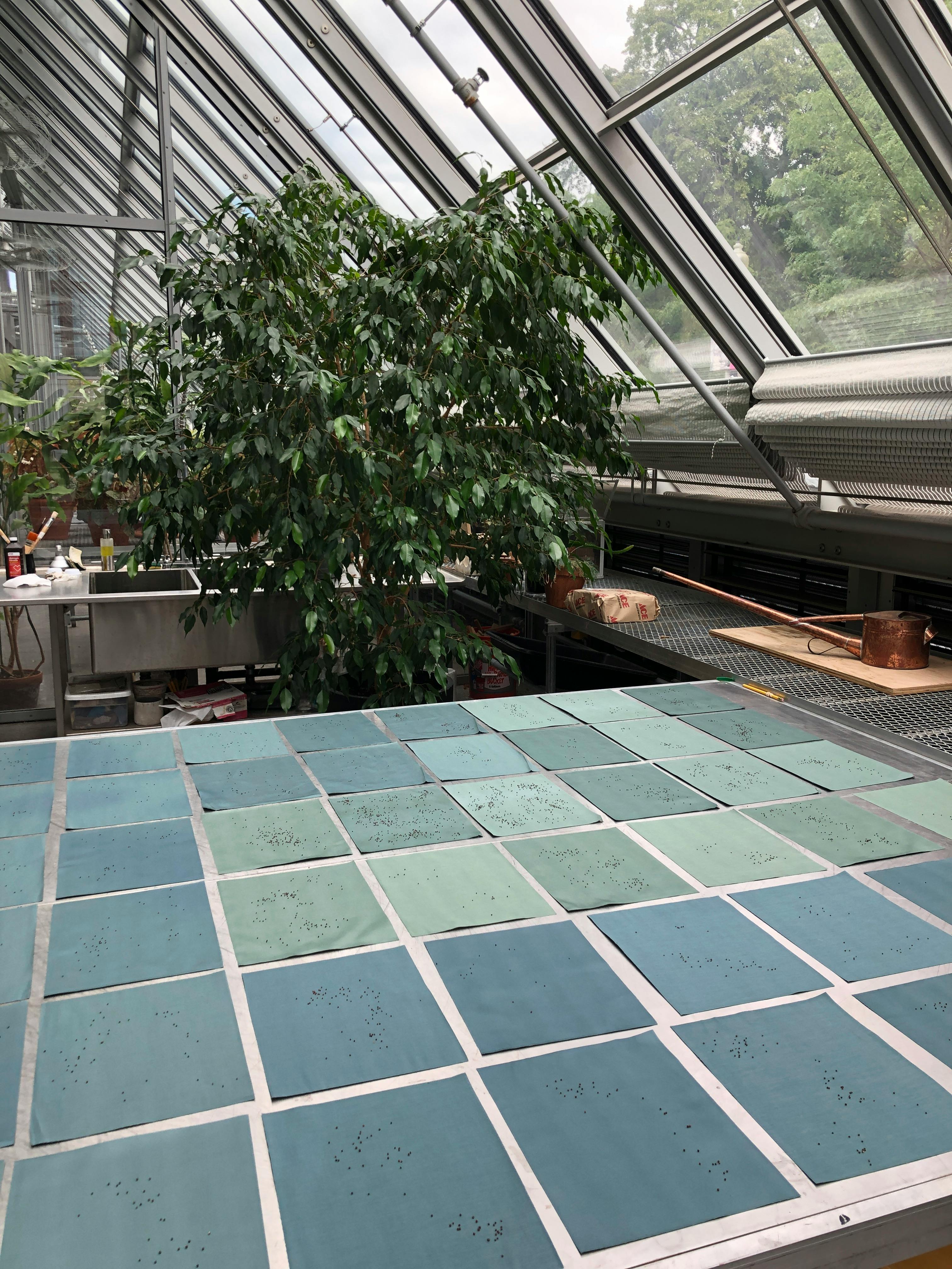 panels of light blue fabric arranged on a table in a greenhouse