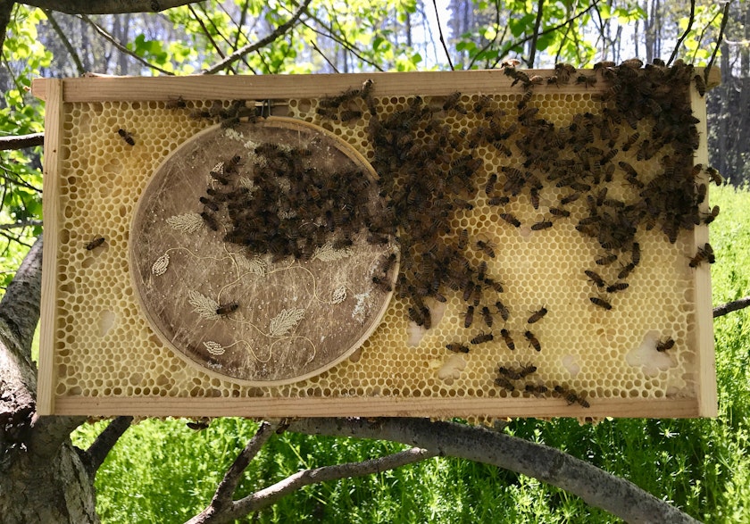 Embroidery hoop embedded in frame filled with honeycomb and covered with honeybees