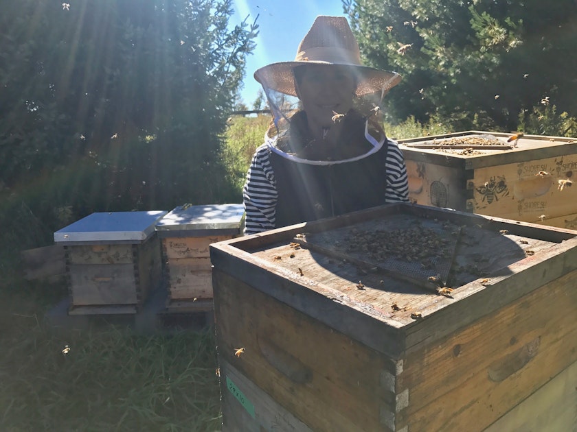 Person wearing beekeeping face net standing in front of hives with bees in frame