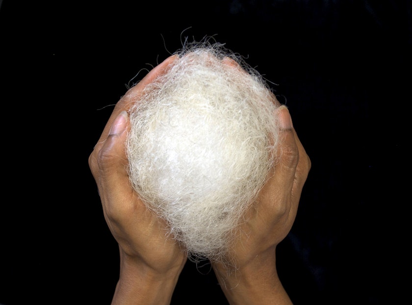 Two hands cupping a ball of white hair