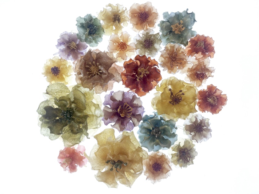Arrangement of semitransparent flower blossoms made from agar in different colors illuminated by a lightbox
