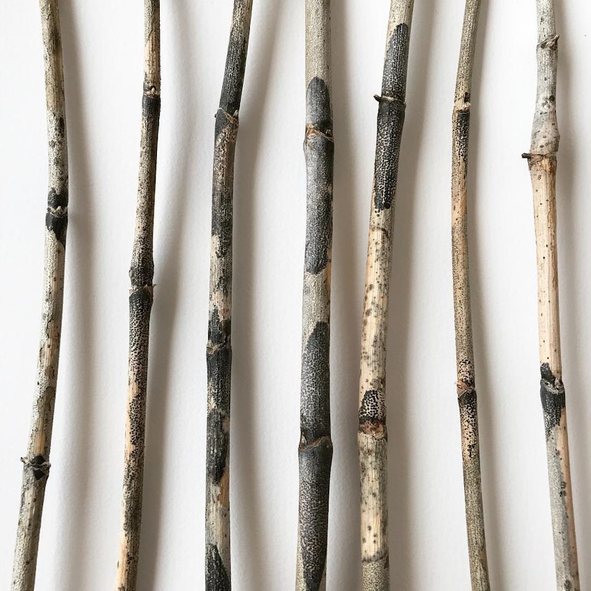 Slideshow of artwork by Lisa Mauer Elliot in various mediums such as photography, prints and drawing on fabric and paper, jewelry, and found objects—all spurred from the question what does it mean to be a forest