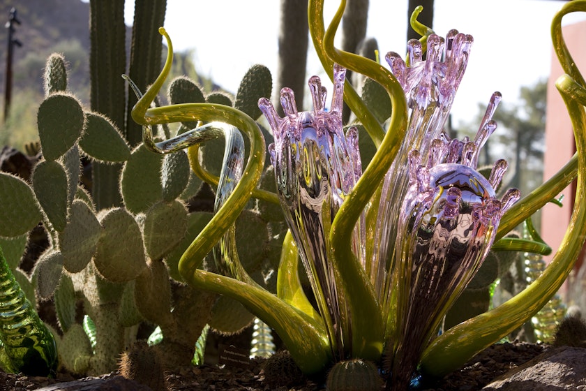 Work by Dale Chihuly exhibited in a desert landscape beside a cactus