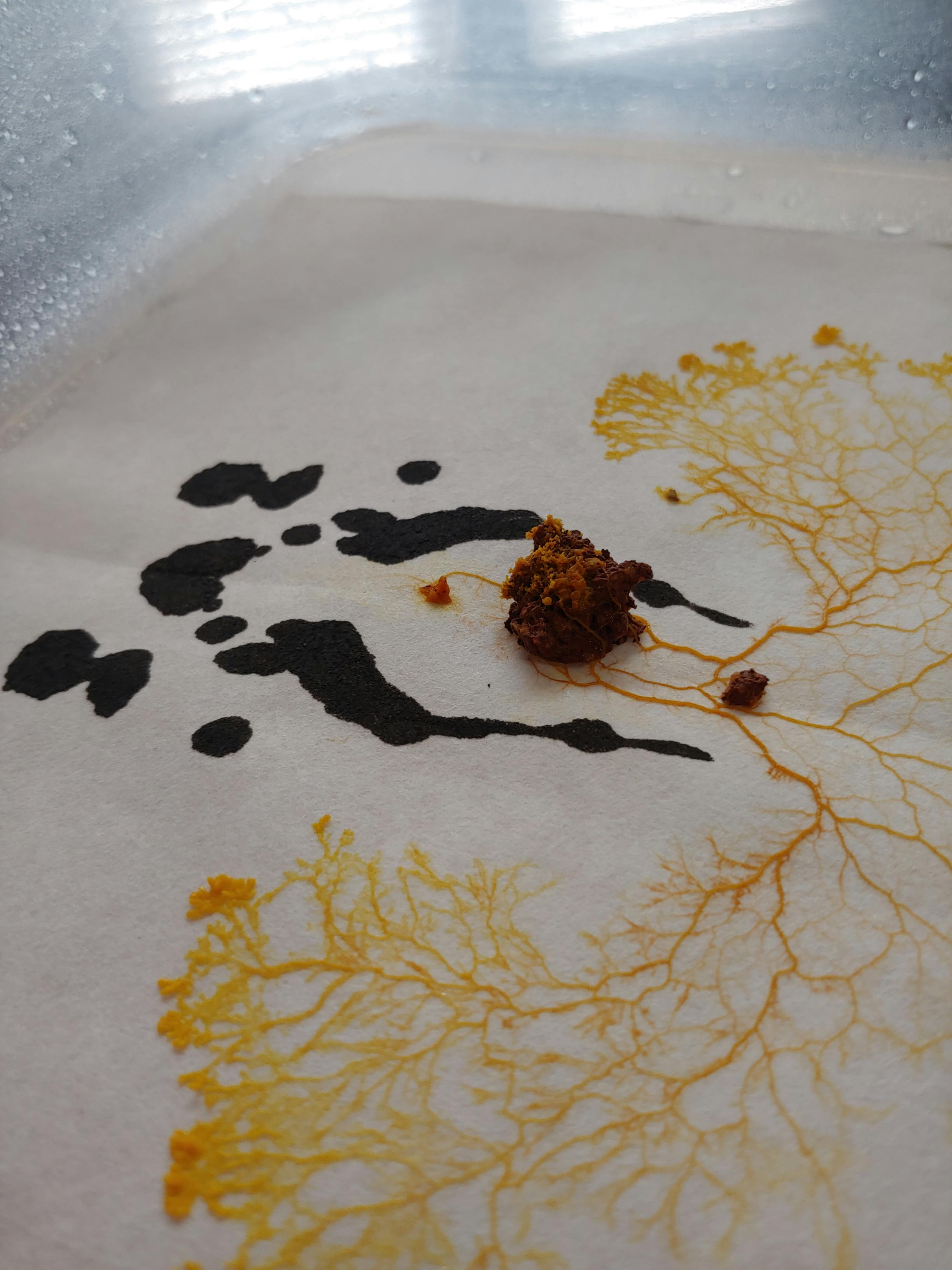 inkblot drawing on paper with slime mold creating an anatomical pattern on the paper